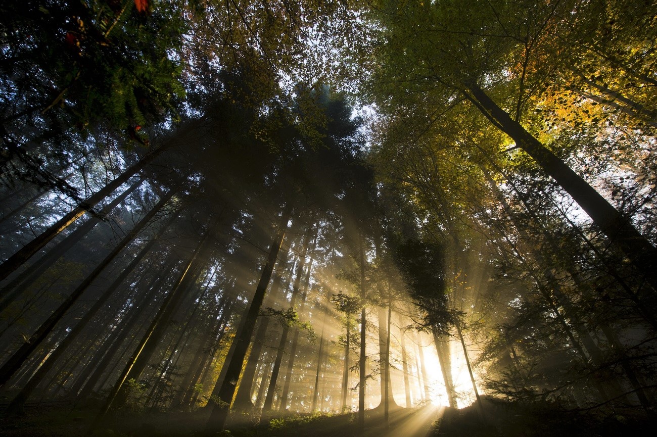 Soleil vu depuis l intérieur d une forêt