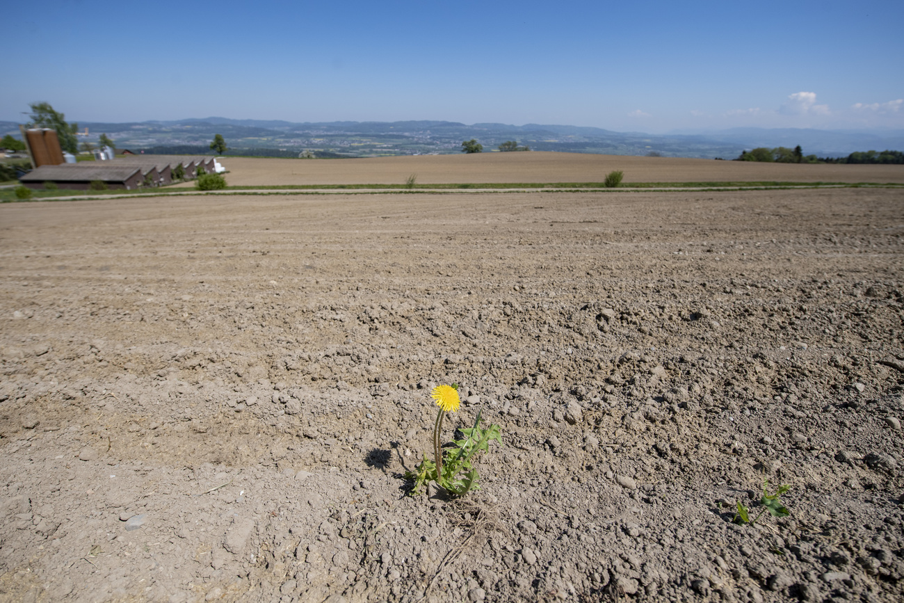 Campi agricoli secchi nel canton Argovia.