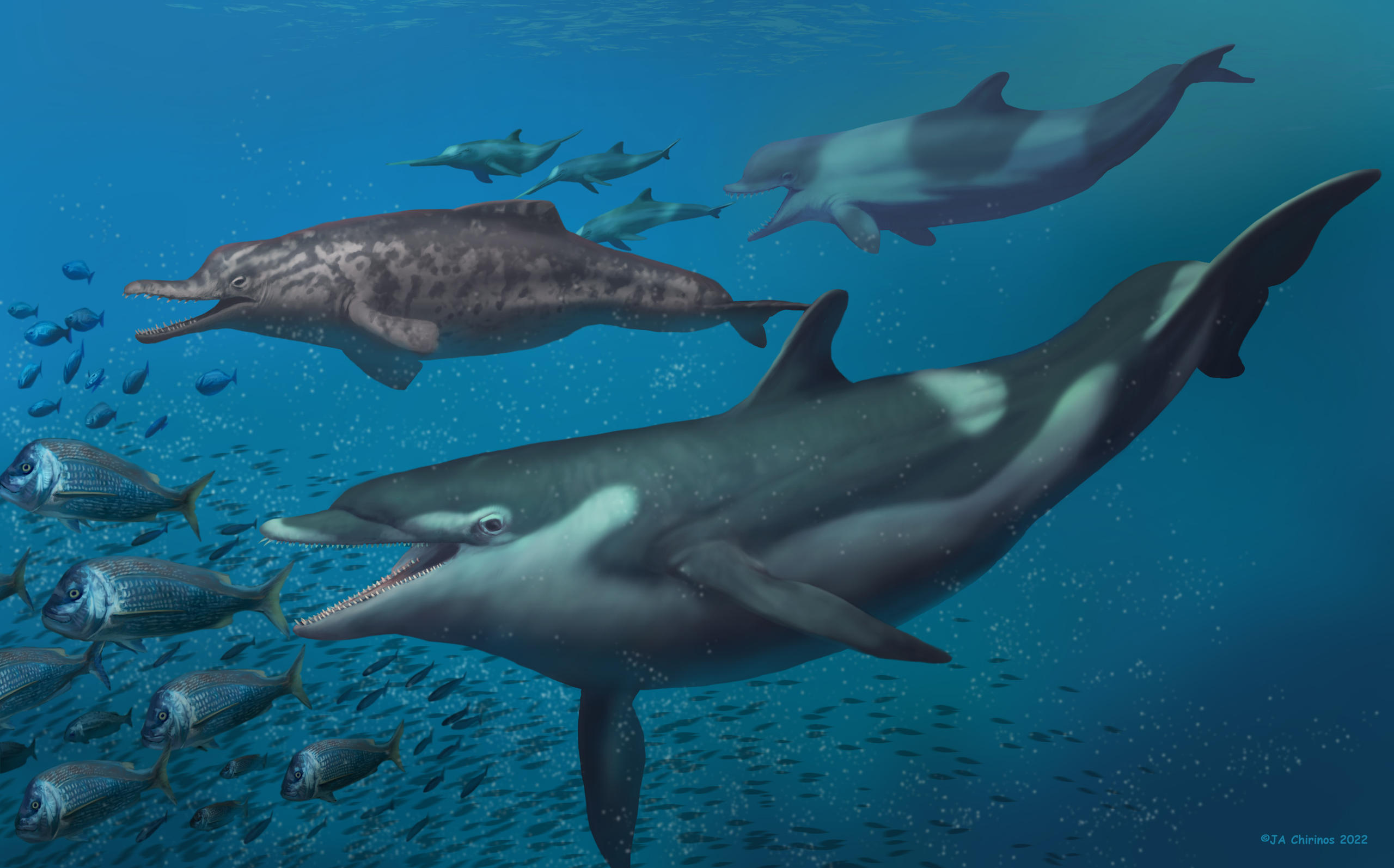 Representação artística dos golfinhos pré-históricos nadando no oceano