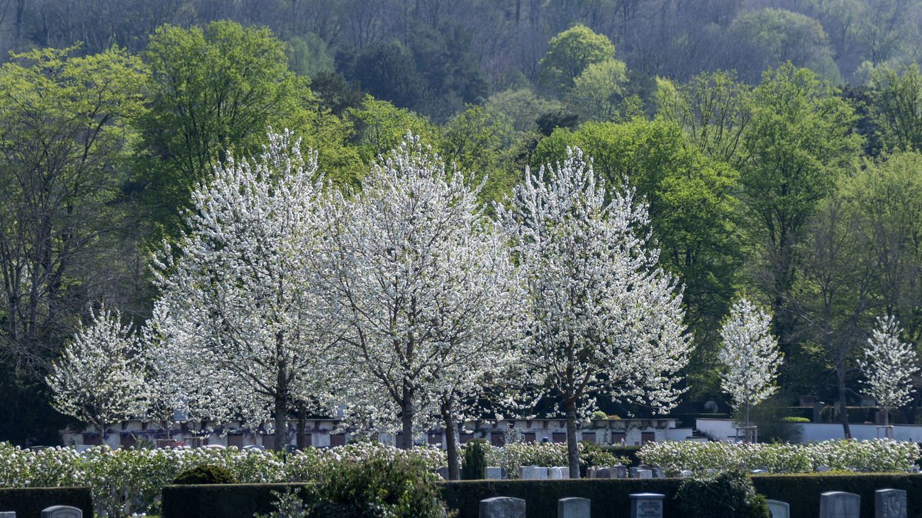 Friedhof