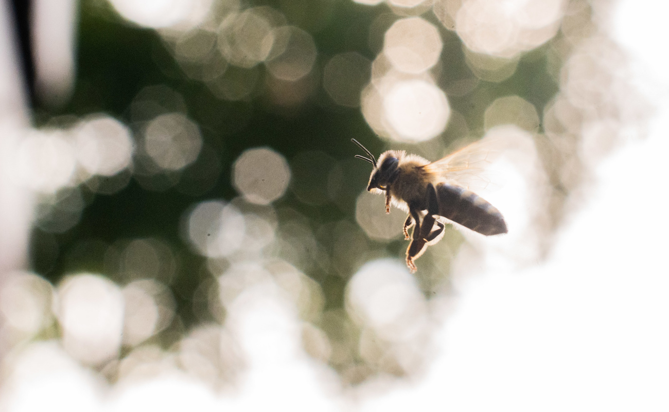 una abeja volando