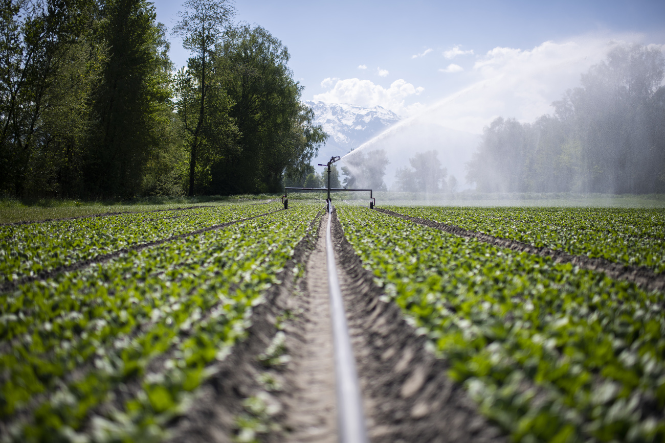 irrigazione, agricoltura