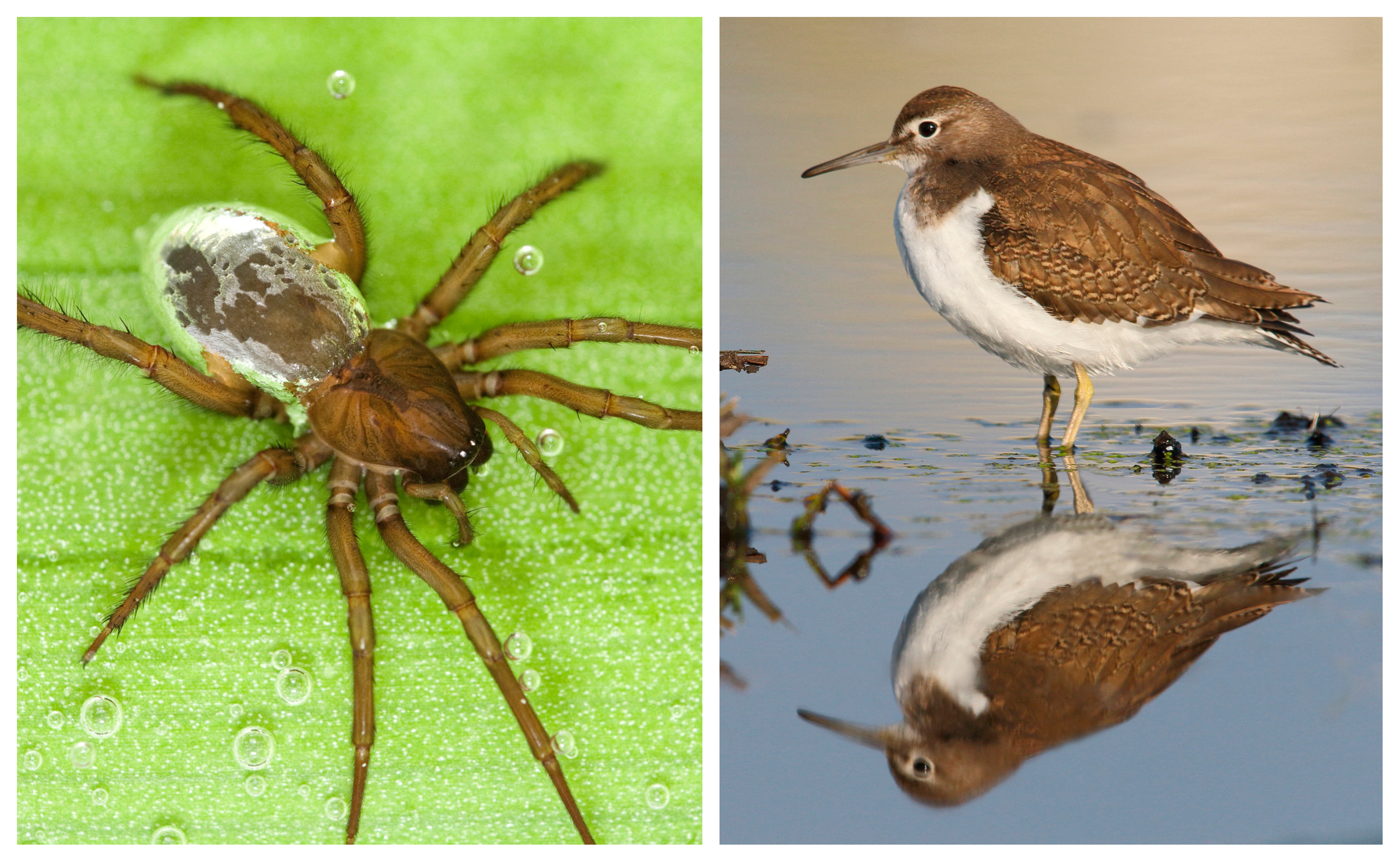 Zwei Fotos: Wasserspinne und Flussuferläufer