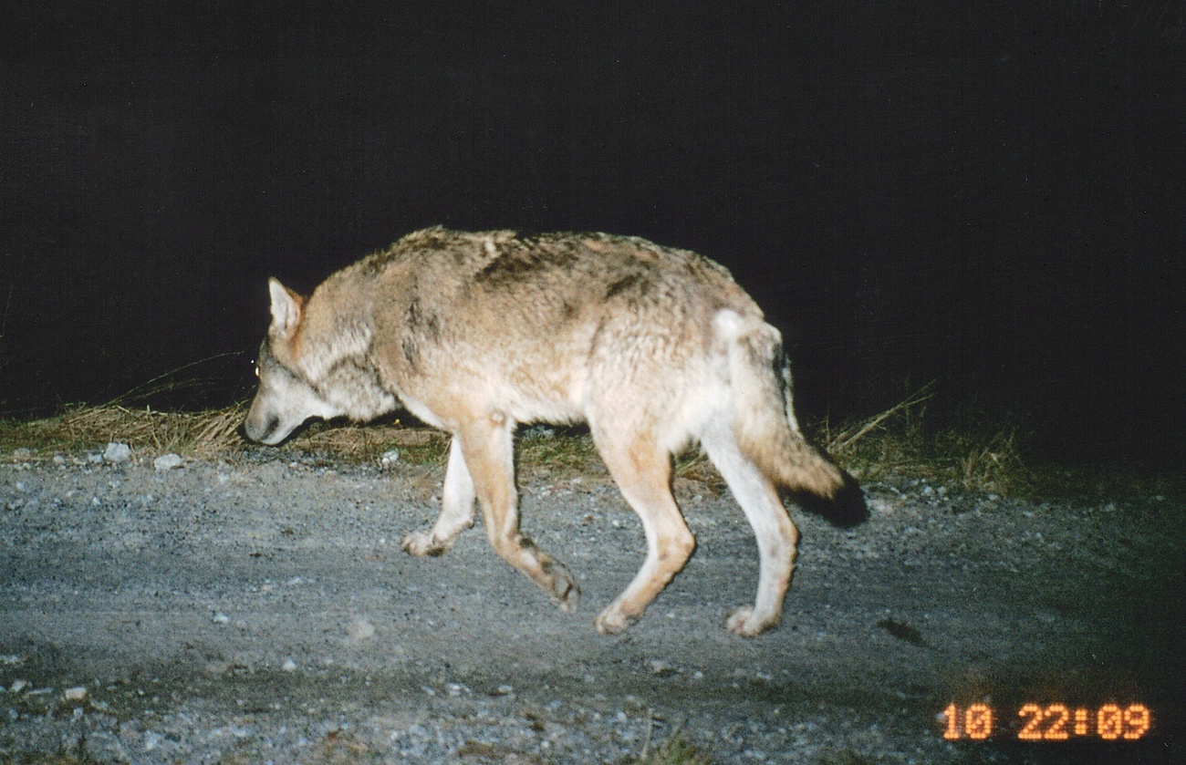 Lupo immortalato da una fotocamera nei Grigioni.