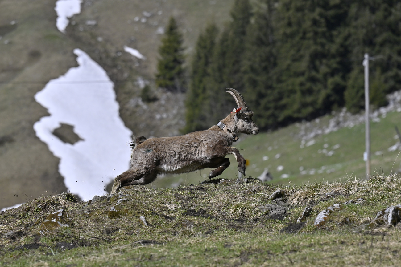 uno dei due stambecchi liberati sullo Stockhorn.
