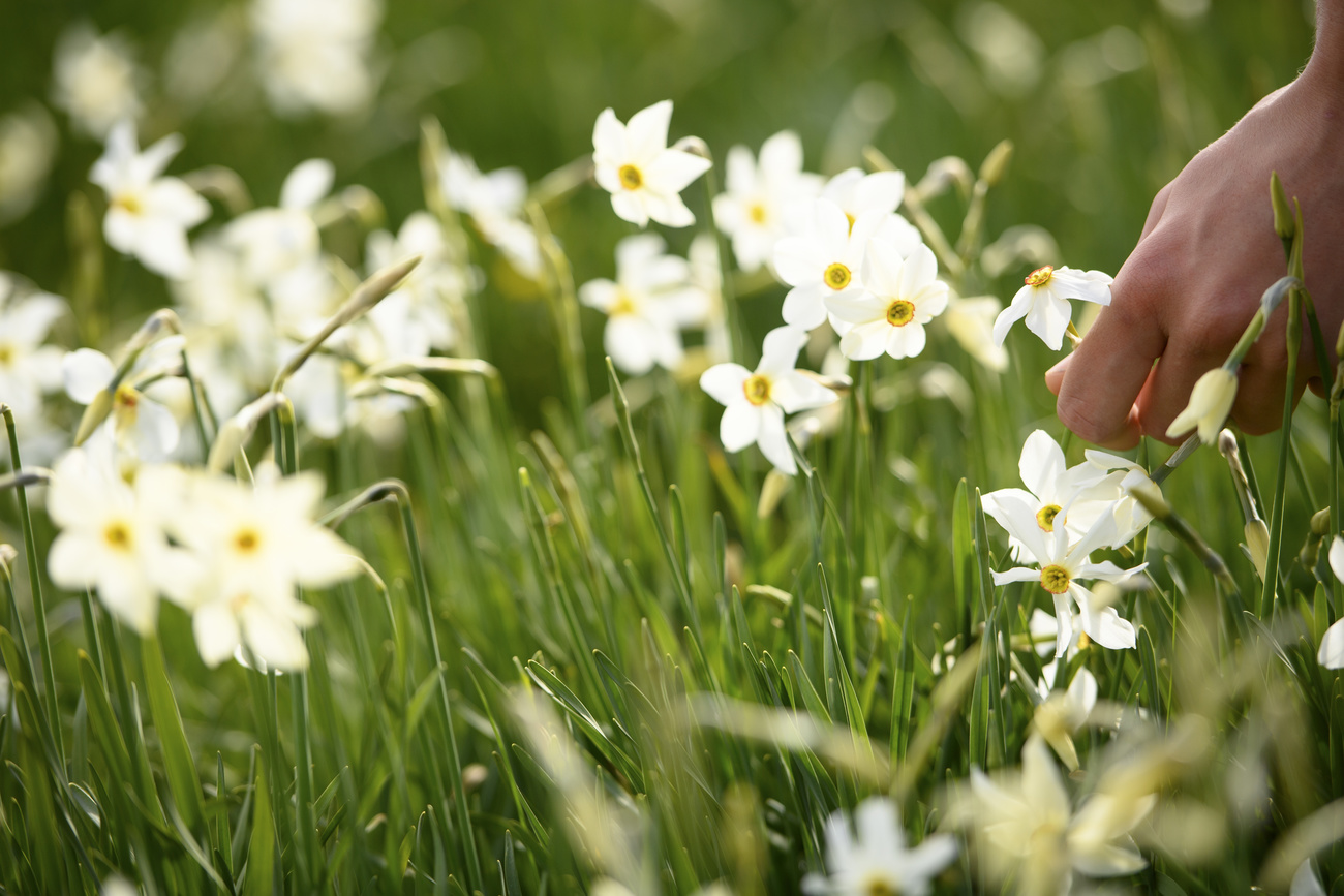 Hand picking white flower in meadow
