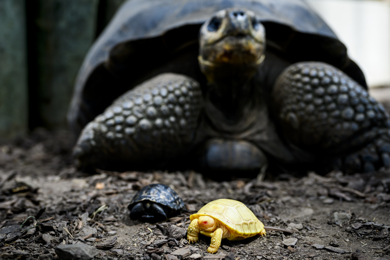 Rare albino Galapagos giant tortoise makes debut at Swiss zoo - SWI  swissinfo.ch