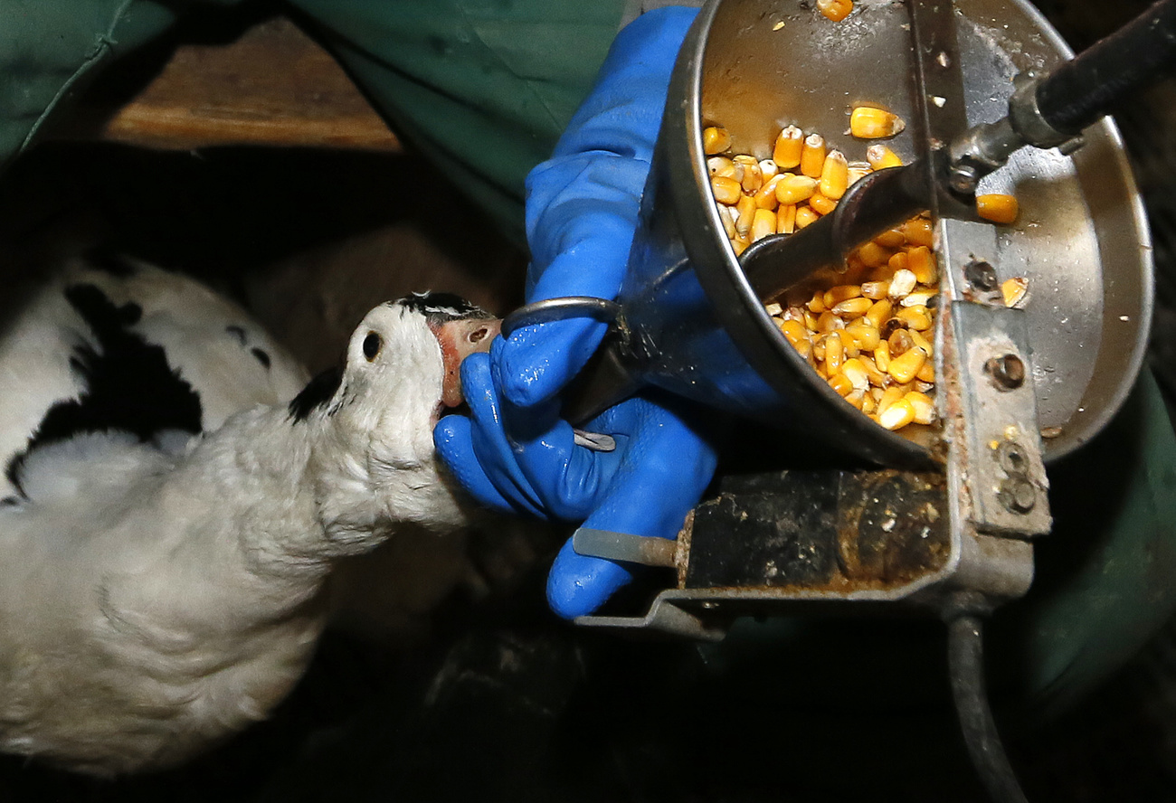 oca viene alimentata di forza con un imbuto riempito di mais