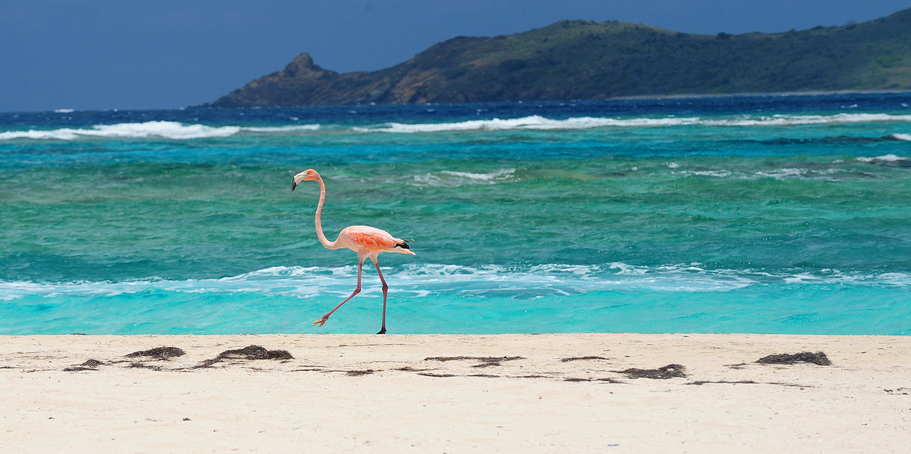 Flamingo on a beach
