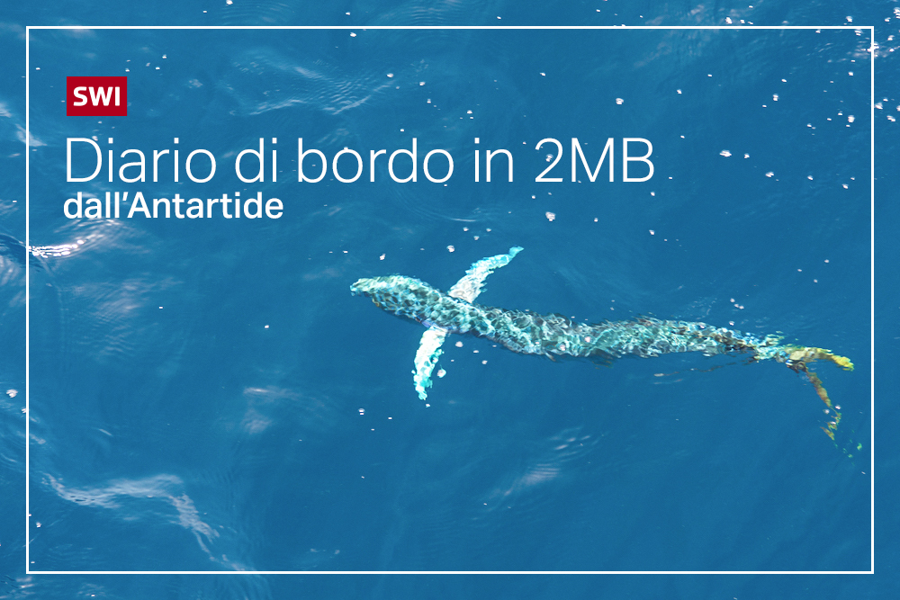 Foto di pesce in acqua con titolo: Diario di bordo in 2MB dall Antartide