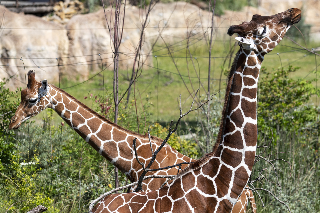 Jirafas en el zoo de Zúrich