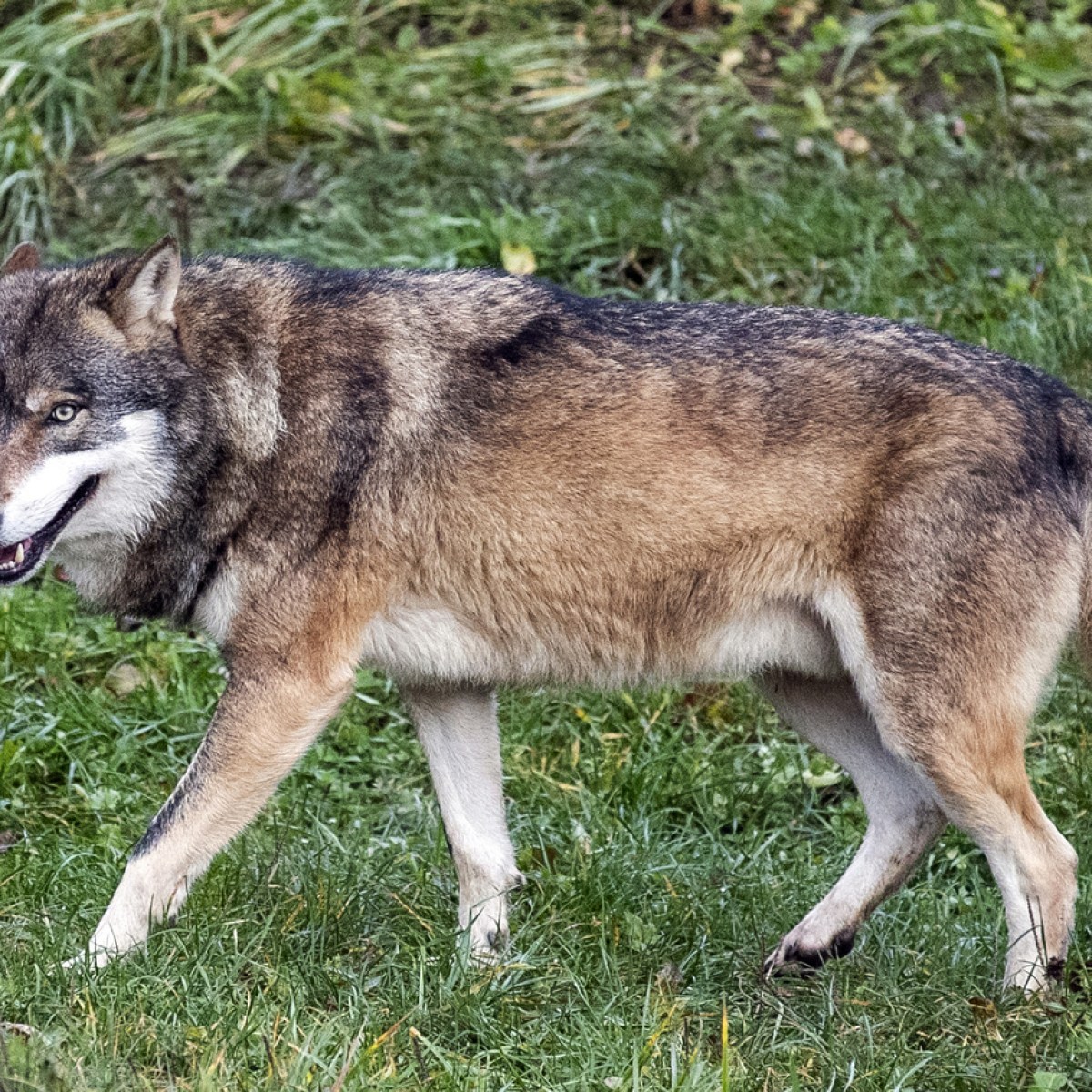 Incrocio Di Cane Coyote Cucciolo Dell'incrocio Di Rottweiler Immagine