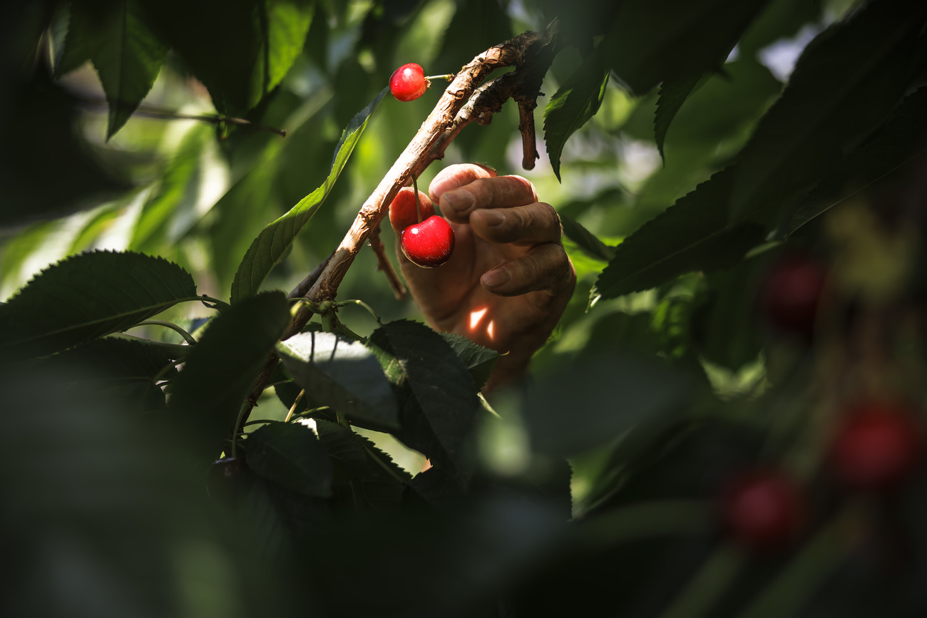 picking a cherry