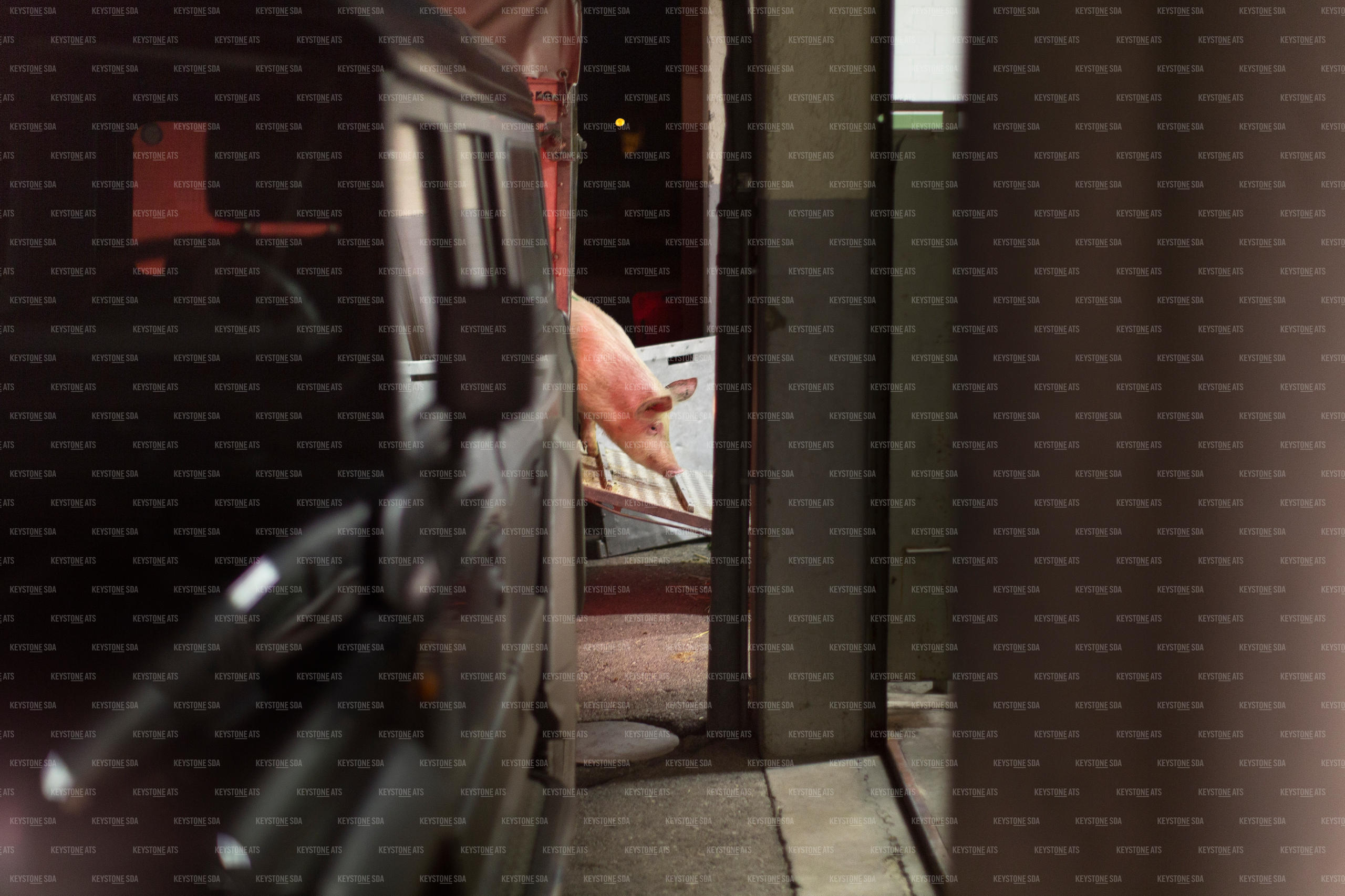 Schwein, das in den Schlachthof gebracht wird