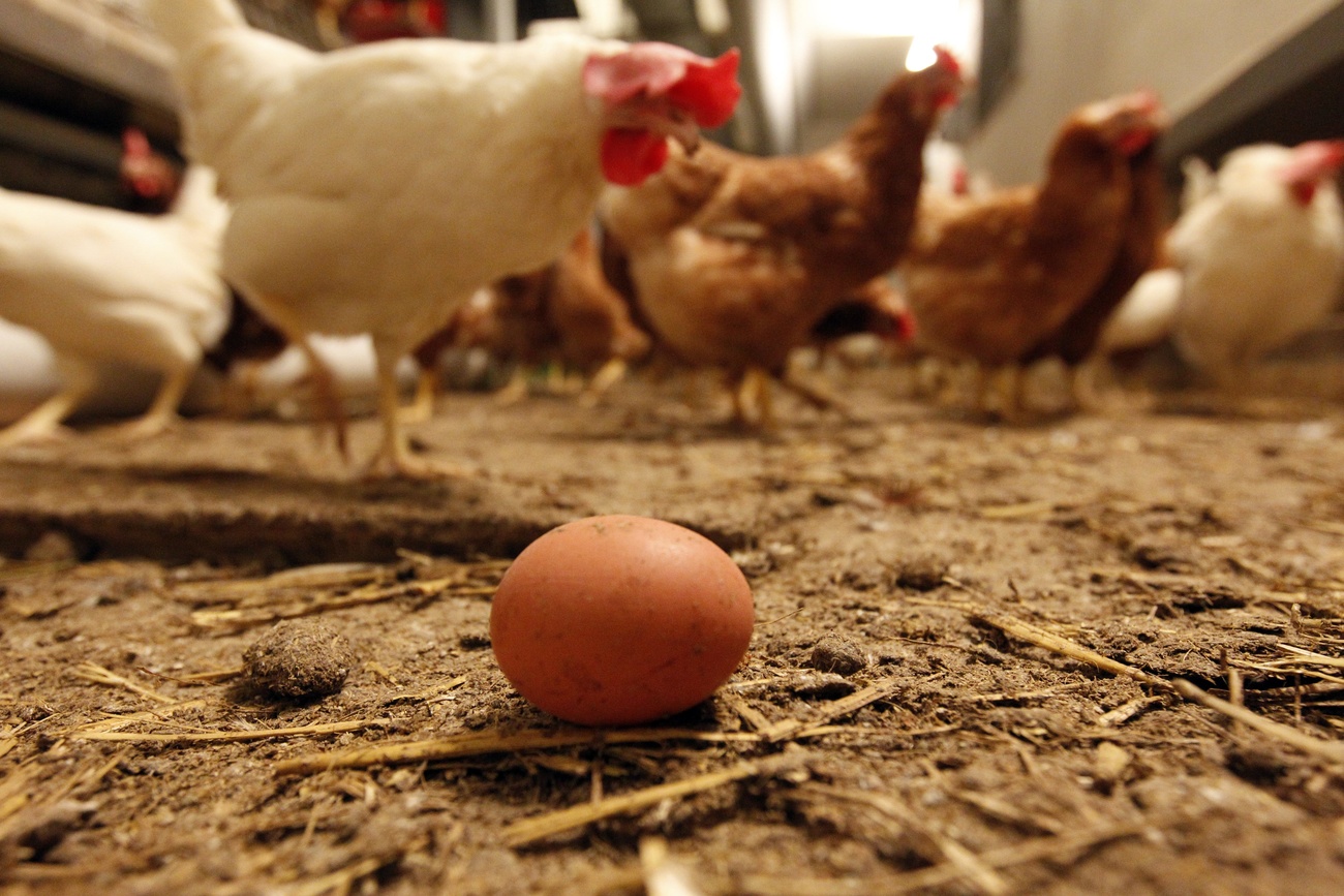 Un allevamento di polli e galline.