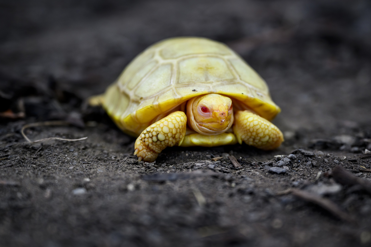 Rare albino Galapagos giant tortoise makes debut at Swiss zoo - SWI  swissinfo.ch