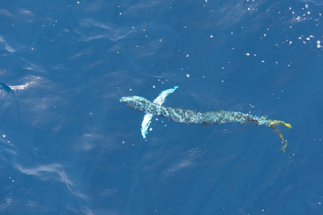 visita del delfín Mahi-Mahi