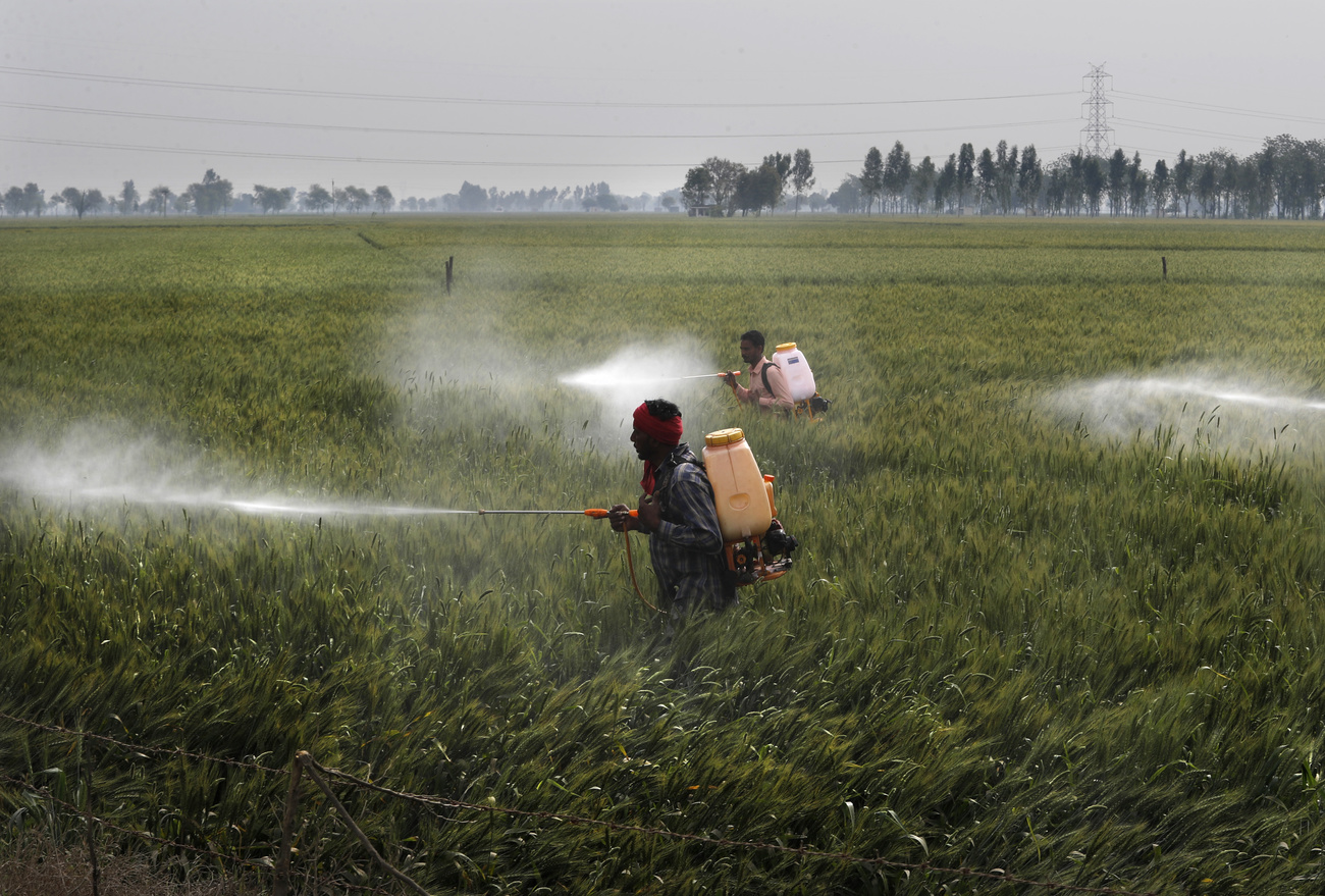 Indian farmers spray crops