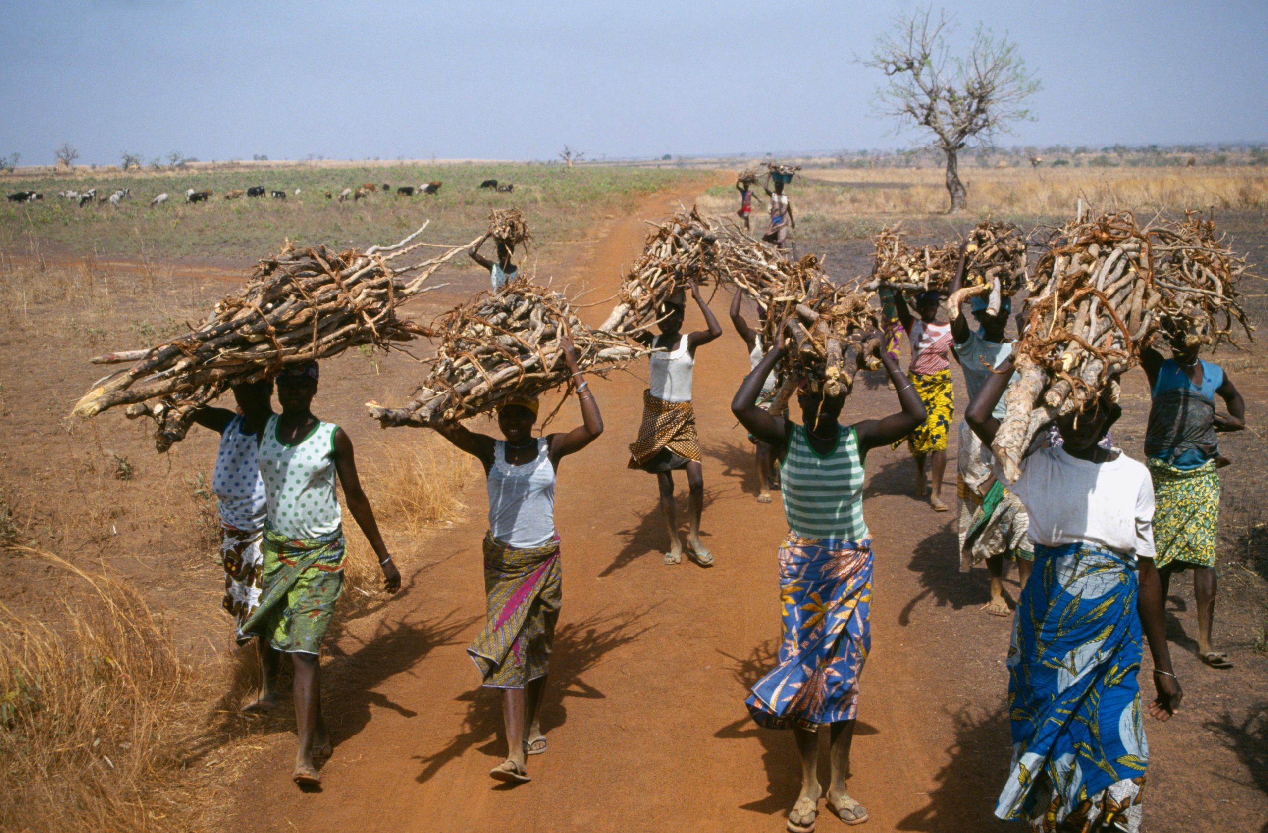 Des femmes ghanéennes ramassent du bois de chauffage dans un paysage sec et aride dépourvu d arbres. 