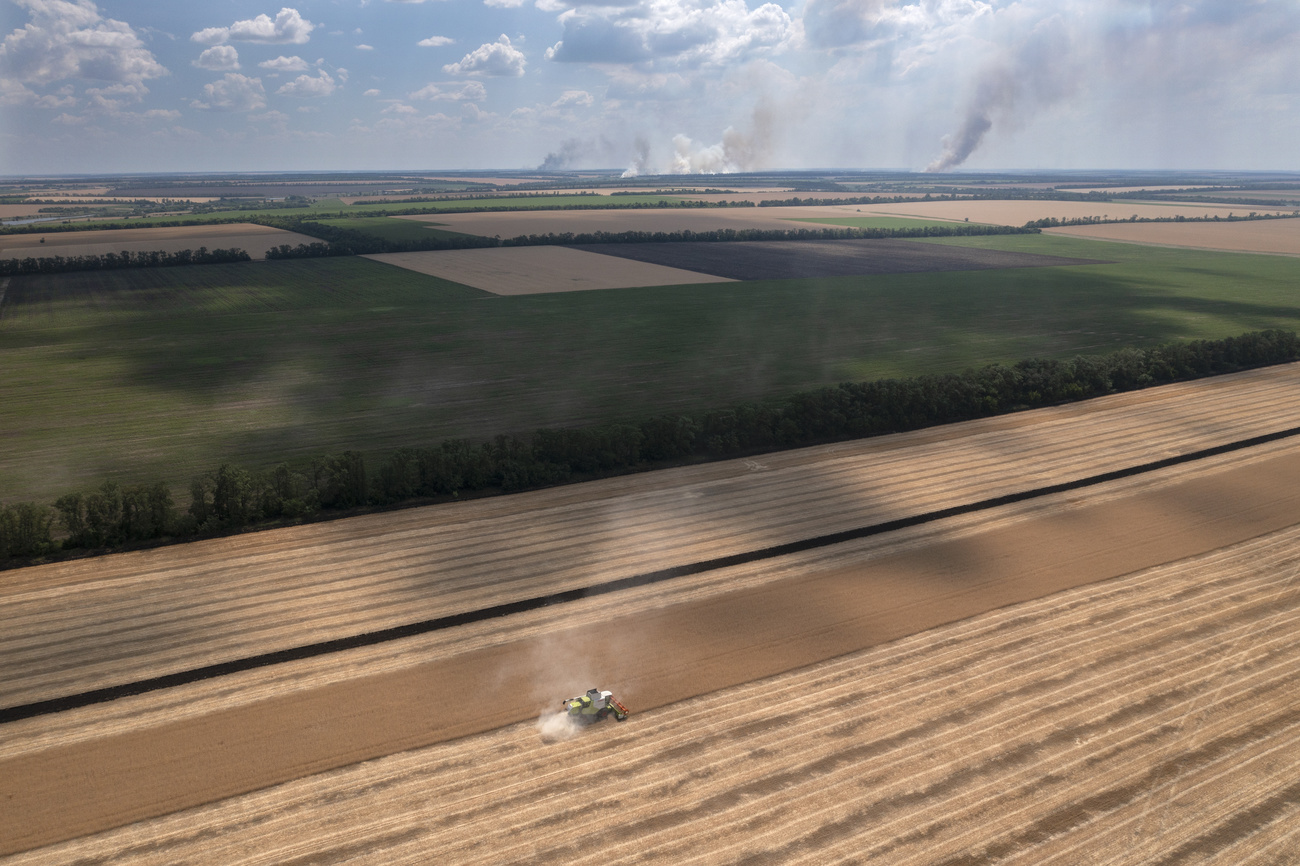 campos de cultivo de granos