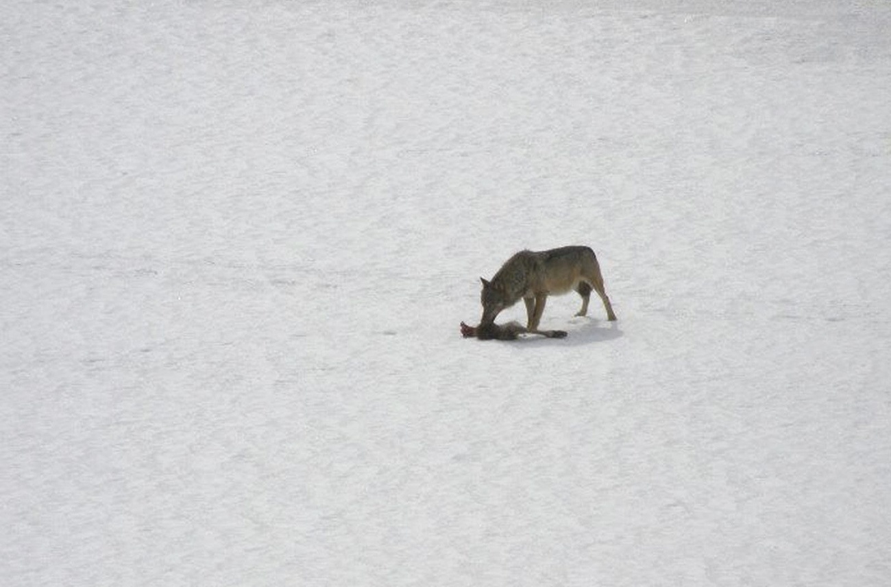 un lobo