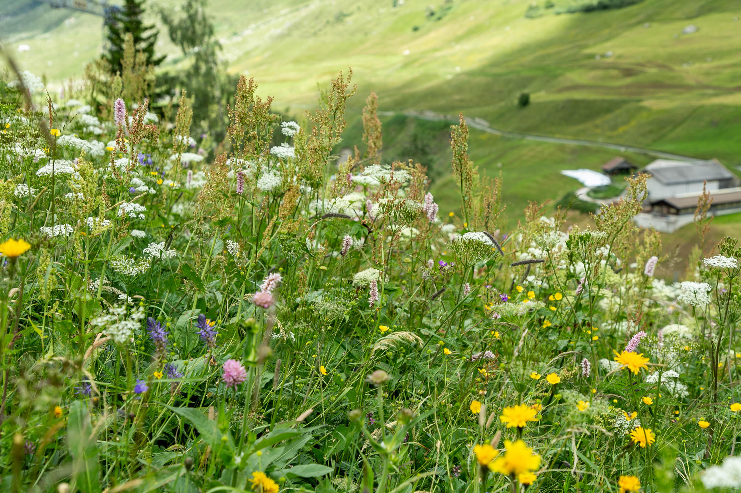 Prairie fleurie dans une zone de montagne