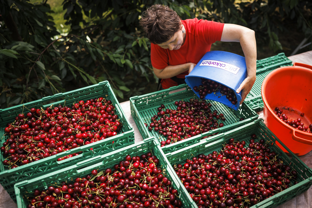 cherry harvest