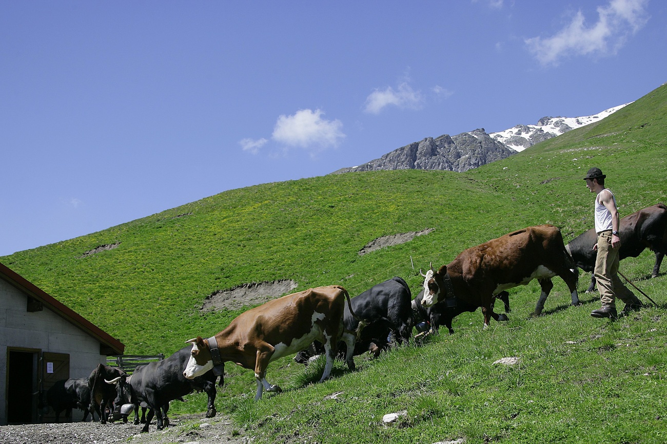 Alpine farmer leads his cows