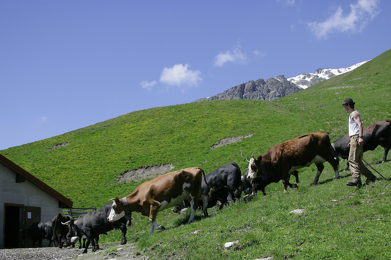 Farmer with cows