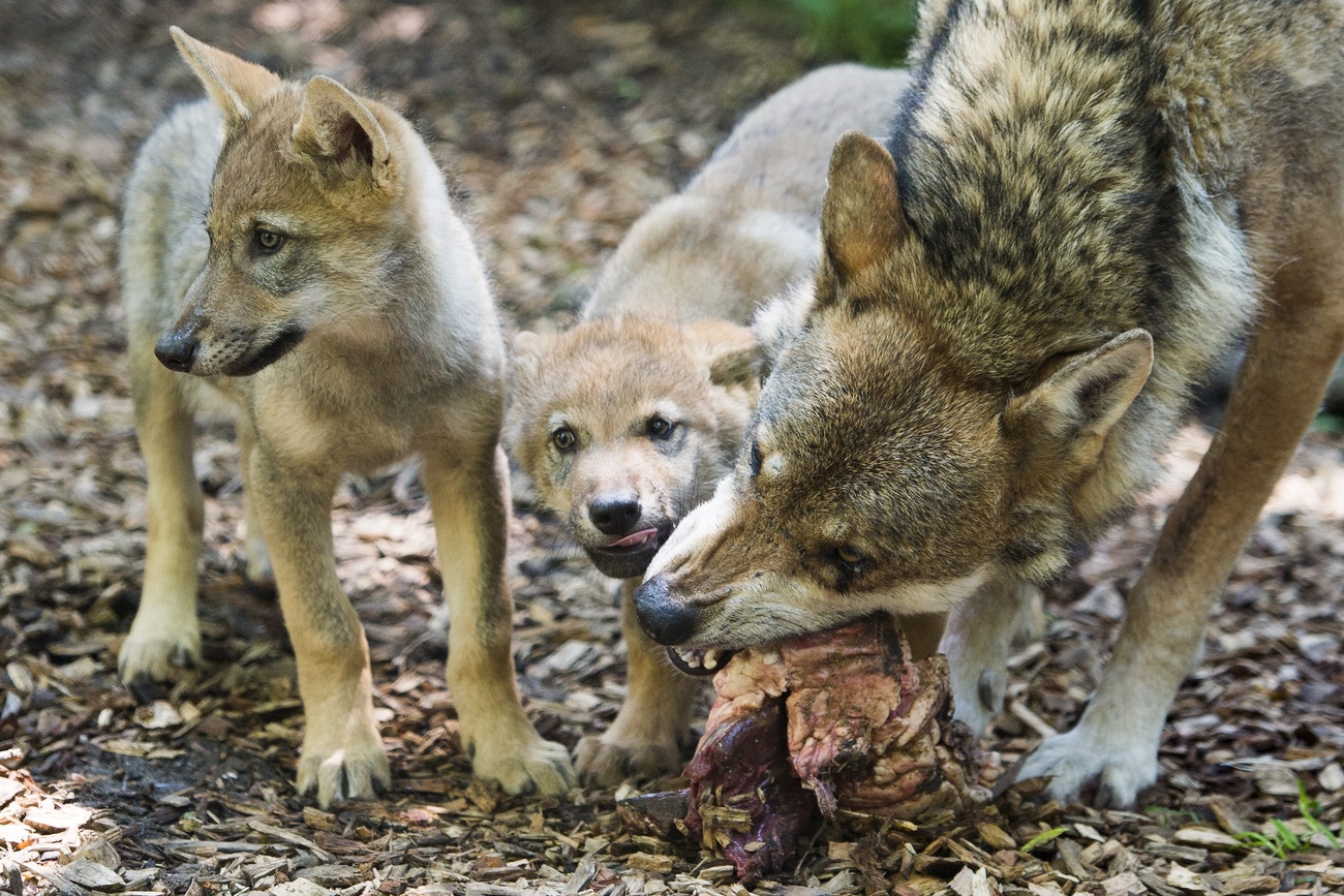 Study reveals extent of Swiss wolf poaching - SWI swissinfo.ch