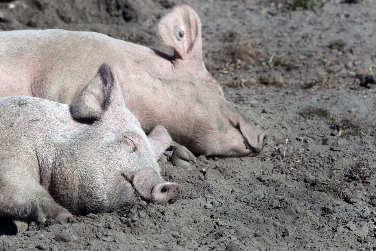 pigs sleeping