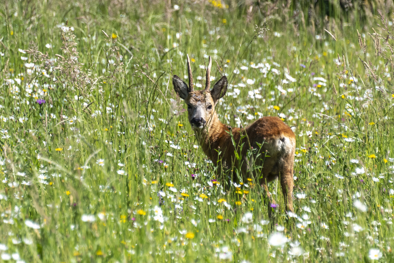 capriolo