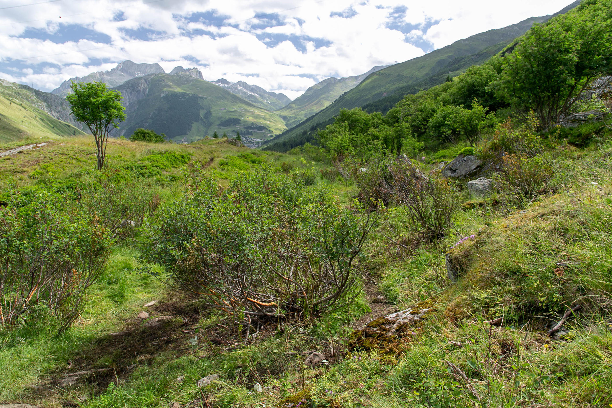 Paesaggio alpuno
