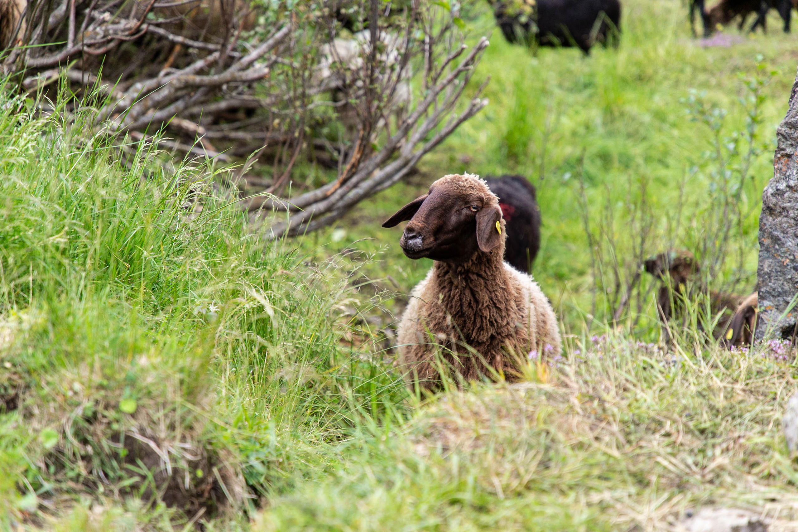 子羊を探すエンガディン羊