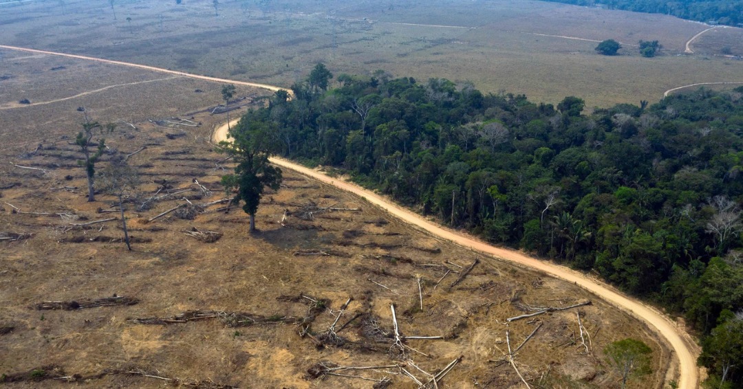 Ein zerstörter Wald in Brasilien