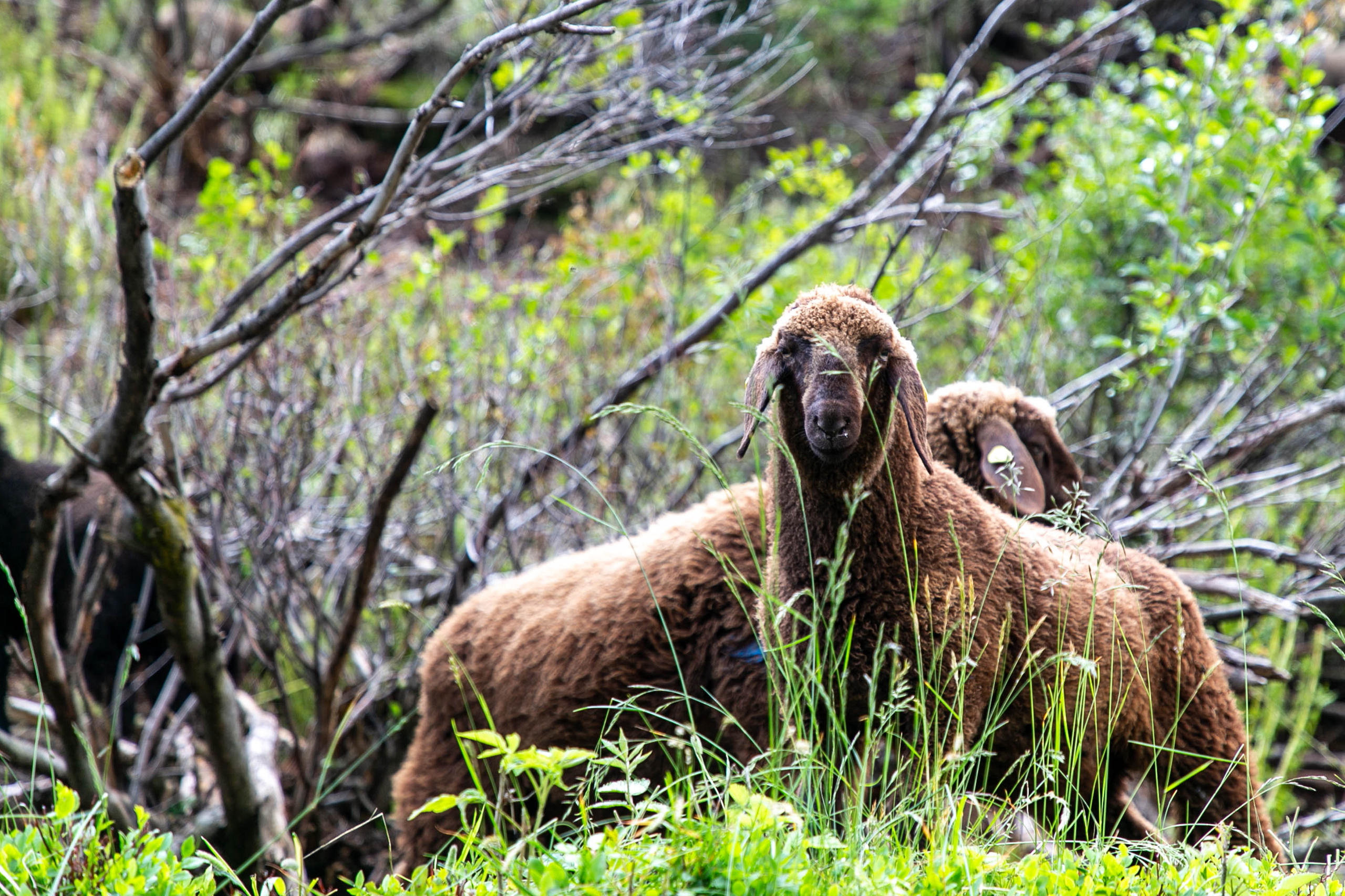 Moutons