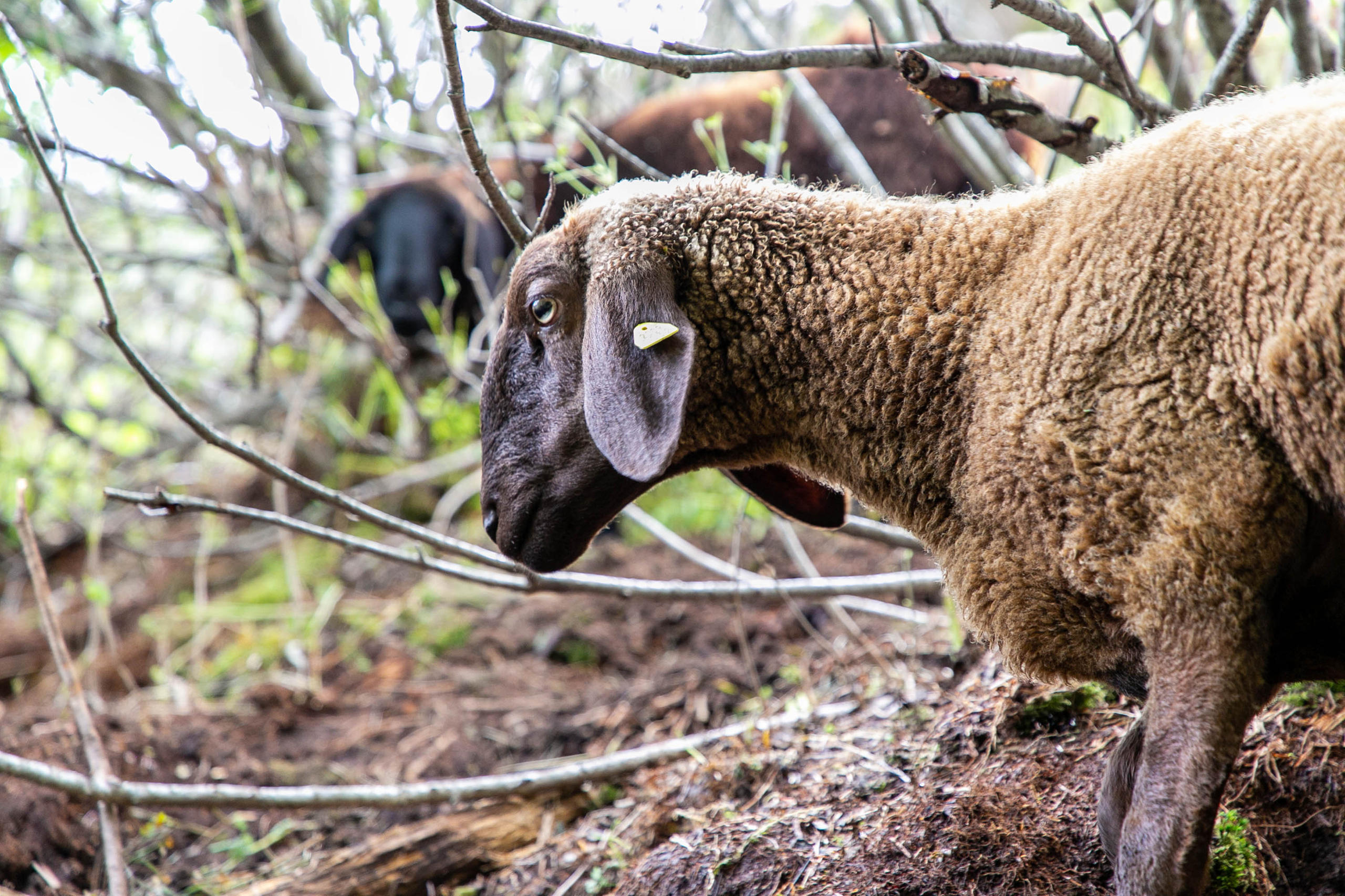 Pecore nella boscaglia