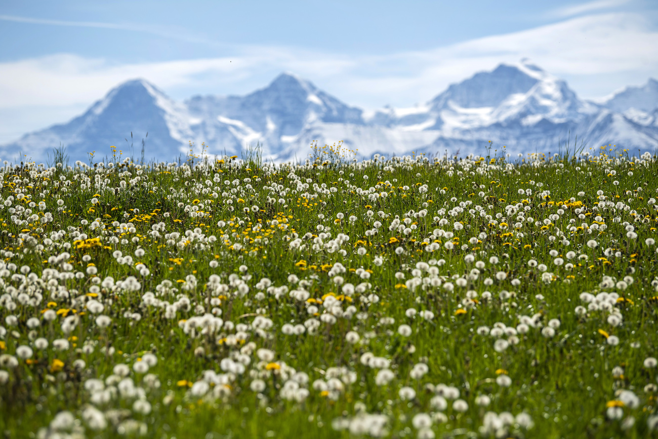 Jungfrau in secondo piano
