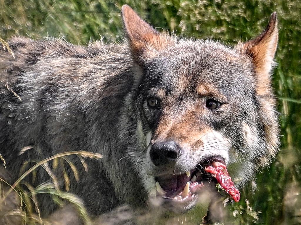 Wolf mit Stück Fleisch in der Schnauze