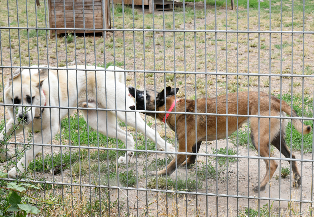 cane ne aggredisce un altro