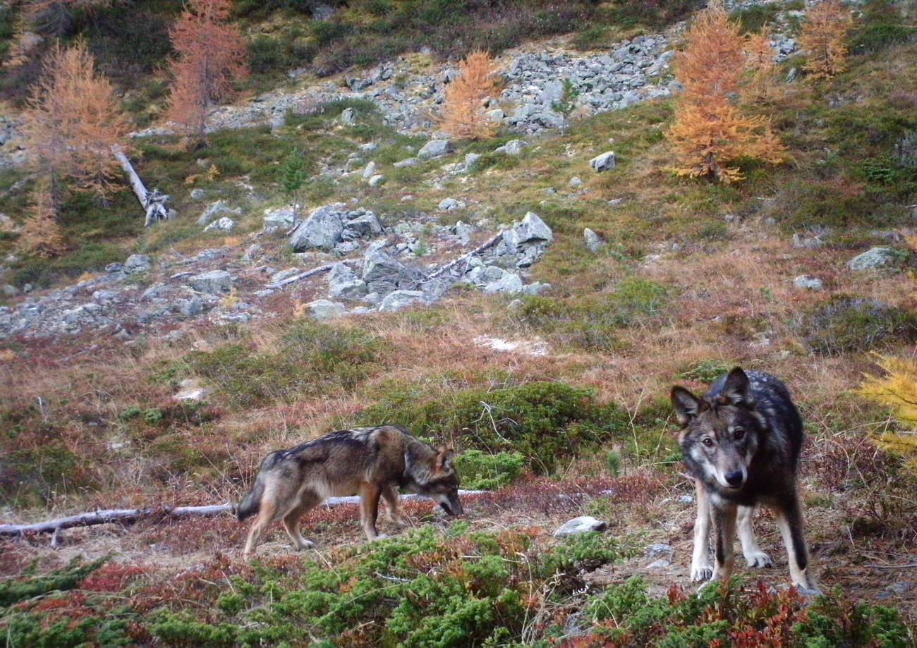 Nella foto d archivio, due lupi nell alto Vallese.