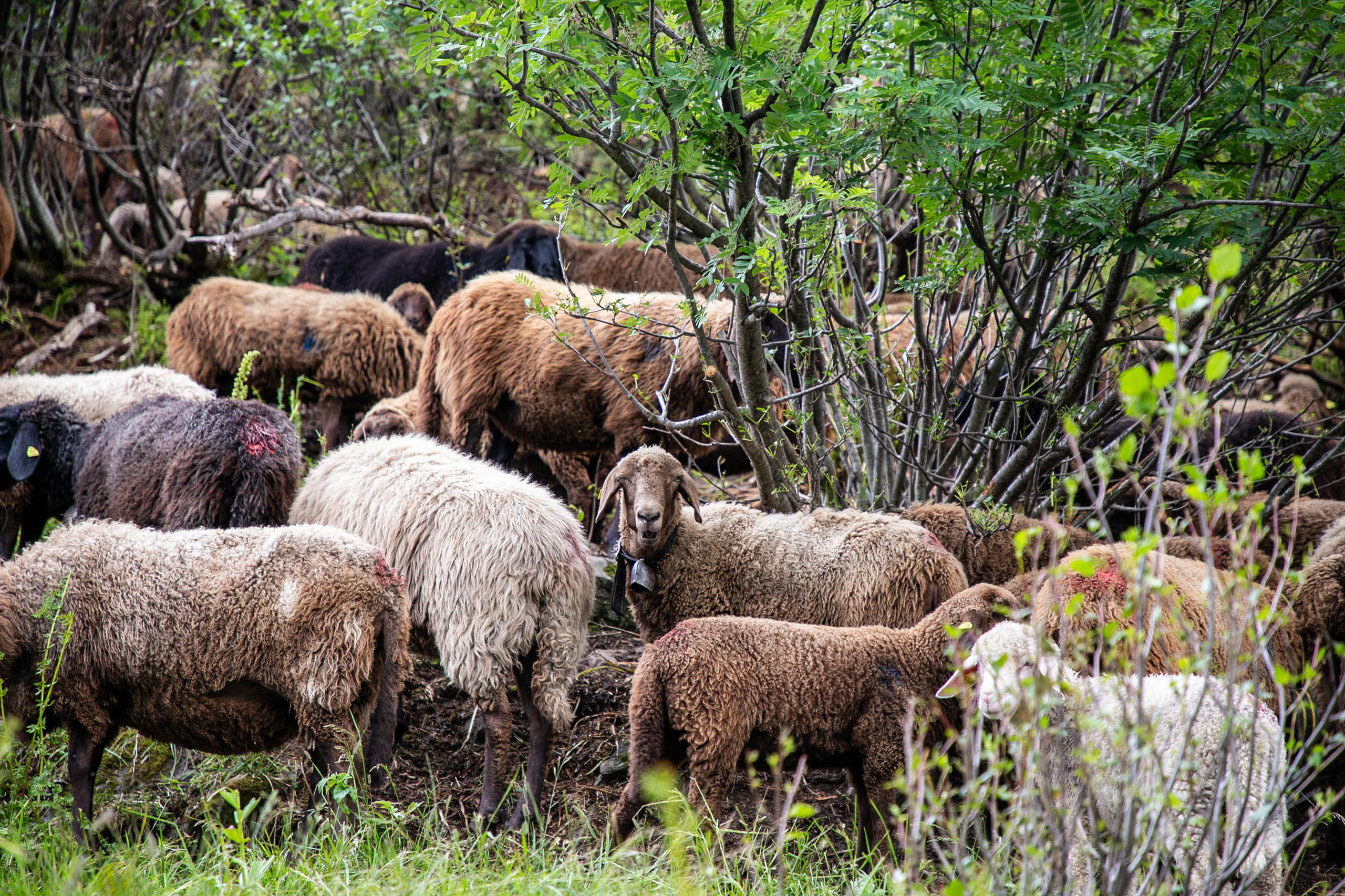 放牧促進多樣性：在恩加丁，綿羊對入侵性植物的攻擊力遠遠大於山羊。