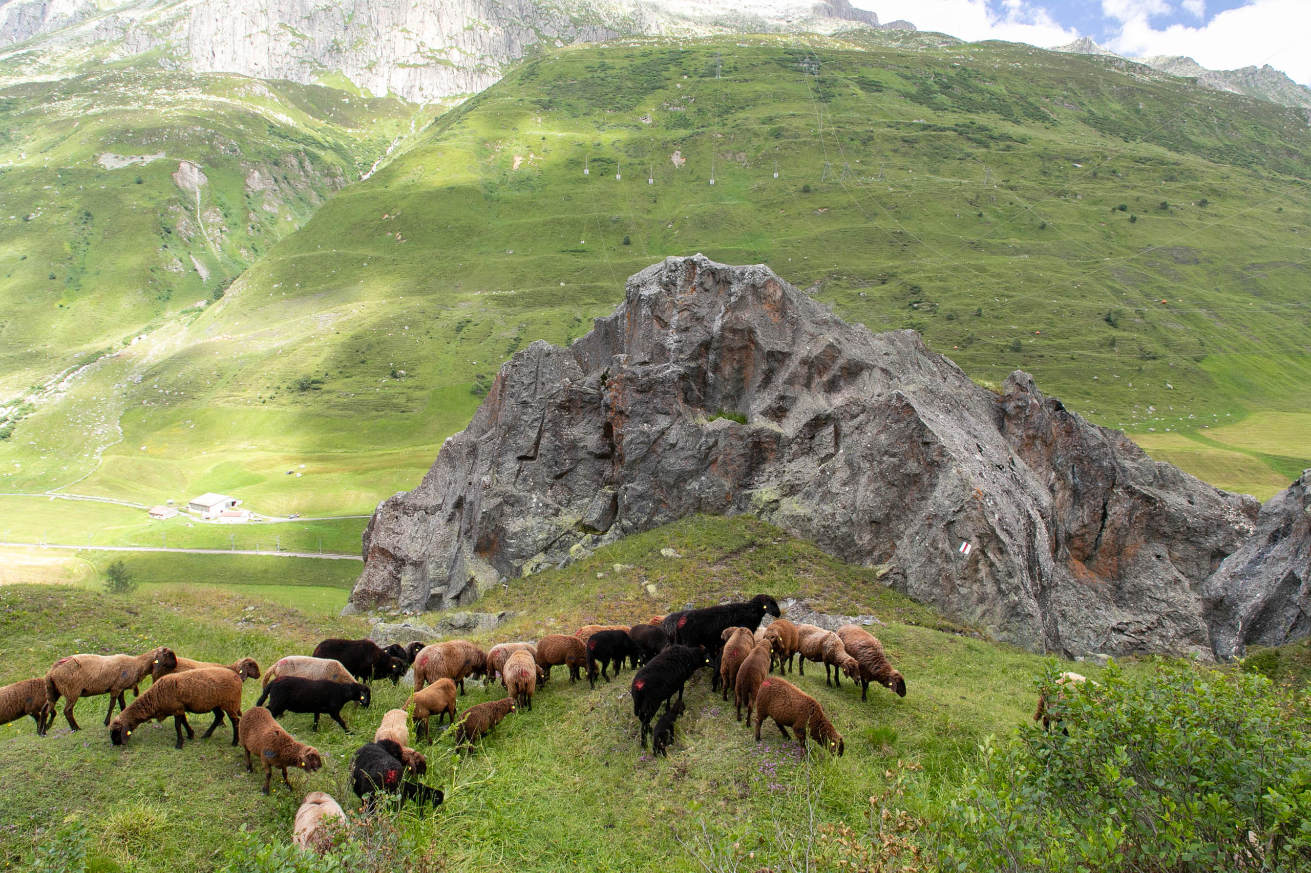 Moutons dans un paysage montagneux sans arbres