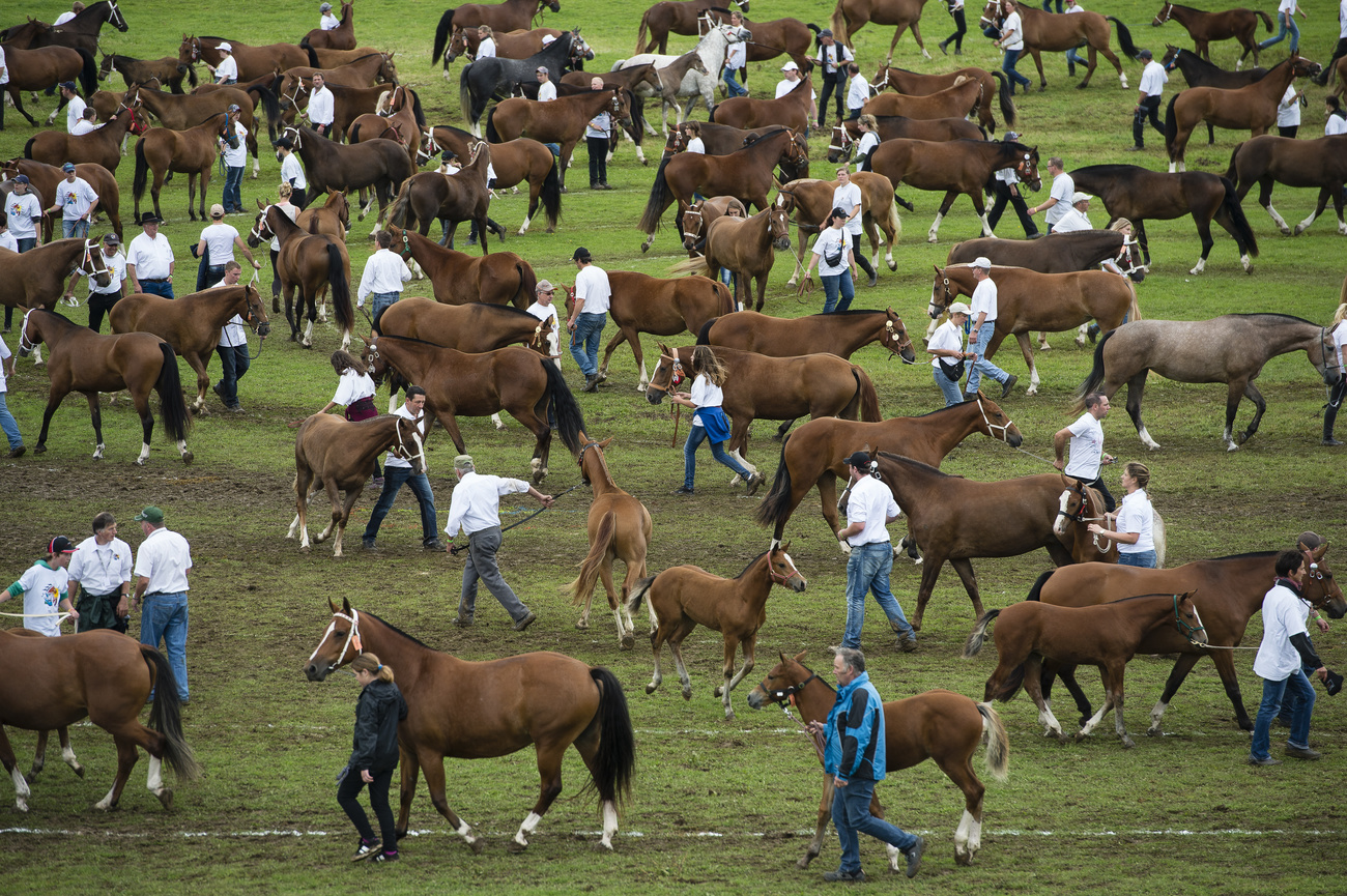 persone con cavalli