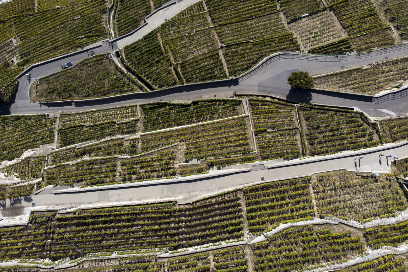 stacked vineyards