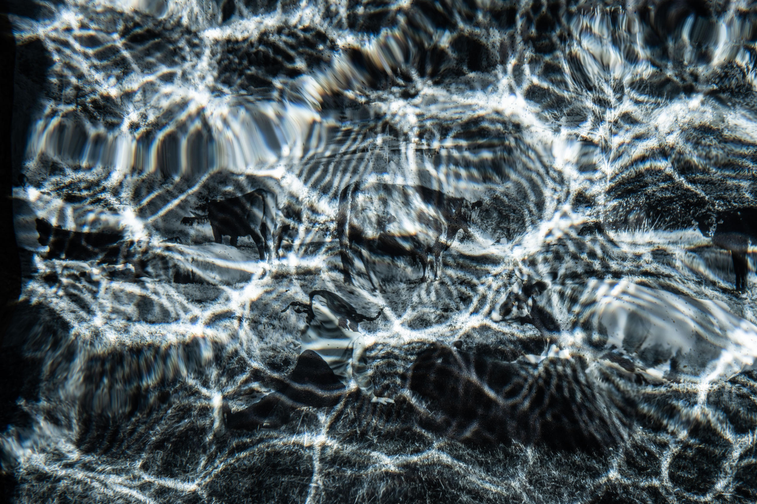 Reflektion von Kühen im Wasser