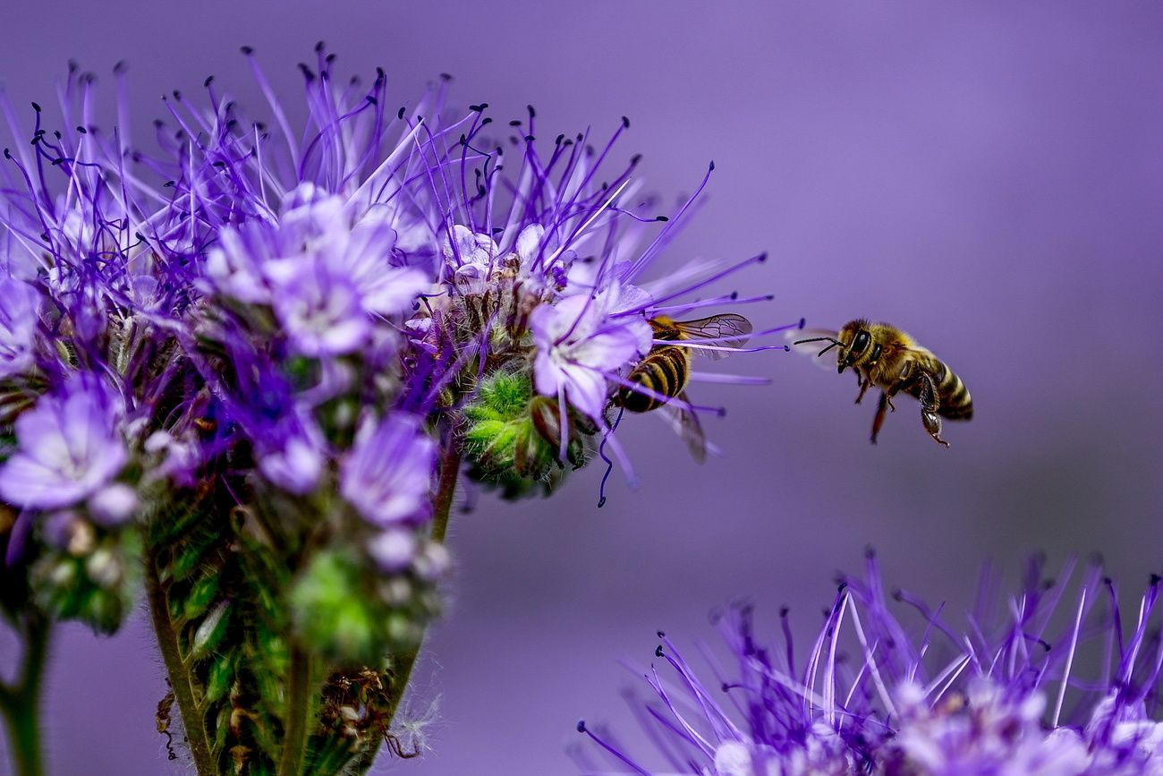 Bees on a flower
