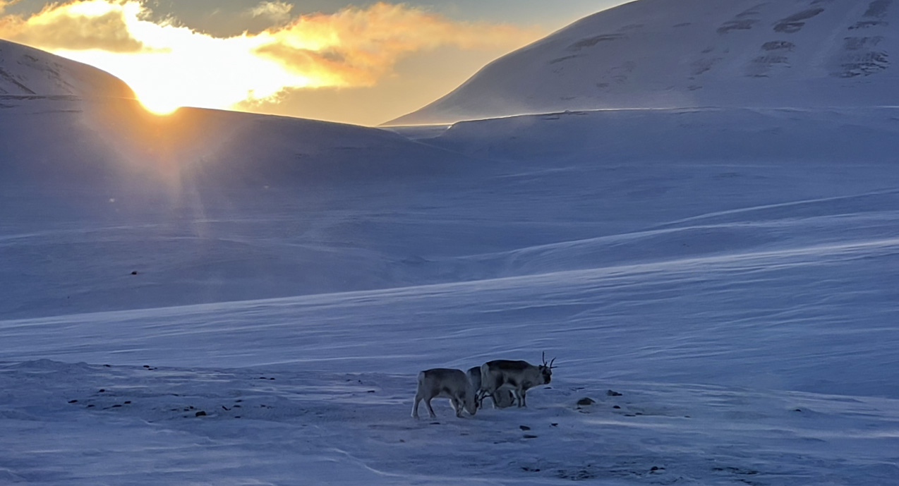 Lever de soleil sur un paysage glacé