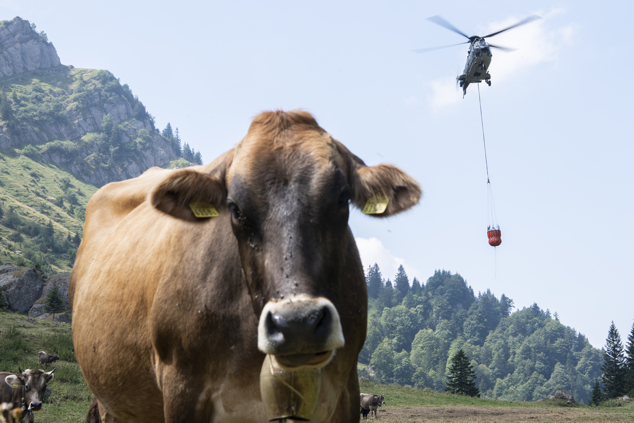 Cow and helicopter