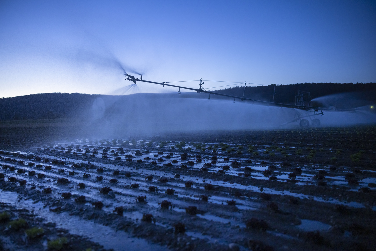A vegetable field being watered with agricultural watering equipment